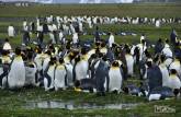 Salisbury Plain, na Geórgia do Sul, a 2a maior colônia de pinguins rei do mundo!